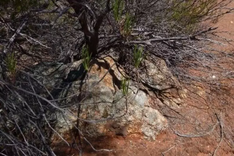 Venus Metals Outlines Major Zinc-Indium Target Near WA's Youanmi Gold Camp