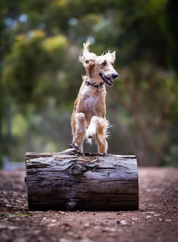 WA Saluki Puck Wins 2026 Dog of Talent Medal for Versatile Achievements
