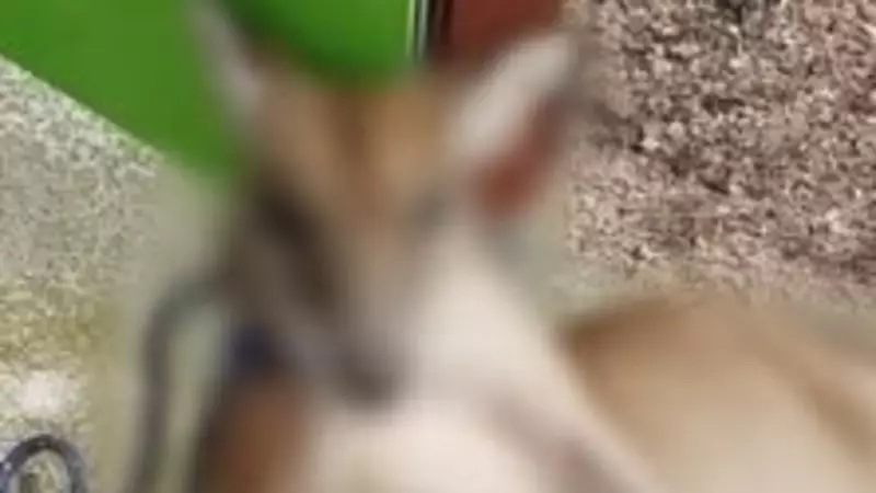 Wallaby Found Tied Up With Beer Can in Pouch in Cairns, Police Investigate