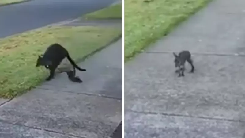 Wallaby Joey Rescued in Warrnambool After Falling from Mother's Pouch