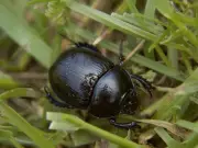 African Lawn Beetles Often Wrongly Blamed for Lawn Damage, Experts Say