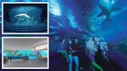AQWA's $13 Million Transformation: WA Aquarium's Biggest Upgrade in 38 Years