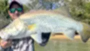 Barramundi Stocks Surge in Cairns as Fishing Season Commences