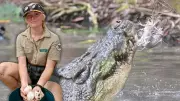 Billabong Sanctuary Rangers Brave Crocodiles for Annual Egg Harvest