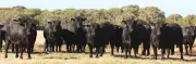 China Imposes New Tariffs & Quotas on Beef Imports, Impacting Australian Exporters