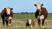 China's New Beef Tariffs Threaten $1 Billion in Australian Exports