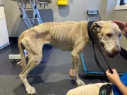 Dawesville man fined $5000, banned from pets after Great Dane's horrific neglect