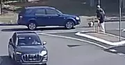 Driver Fined for Hitting Pedestrian and Killing Dog Lulu at Nelson Bay