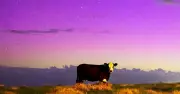 Gerringong Cow Unimpressed by Aurora Australis Display