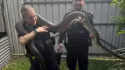 Massive Olive Python Captured by Cairns Police During Routine Patrol