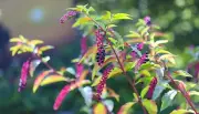 Poisonous Pokeweed Detected in Stirling: Urgent Alert for Carine & Mirrabooka