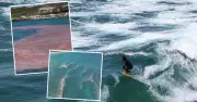 Red Tide Alert: Algae Bloom Sparks Warnings for Hunter Beaches Amid Heatwave