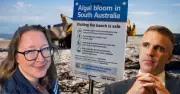 SA Govt Accused of Halting Algal Bloom Probe Until After Election