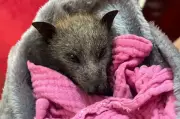Scorching SA Heatwave Kills Thousands of Bats, Volunteers Mount Rescue
