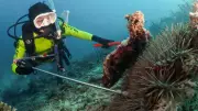 Star Wars on the Reef: Divers Fight Coral-Eating Starfish Outbreak Near Cairns