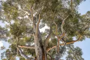 Tree Bark's Hidden Power: Aussie Study Reveals 6 Trillion Microbes Clean Our Air