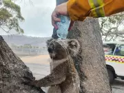 Victoria Fires: Heartening Rescue as Firefighter Aids Koala Amid 350,000 Hectare Blaze
