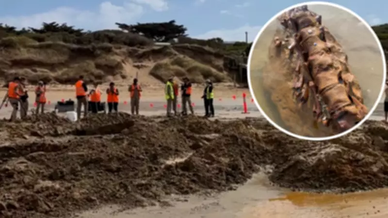 20-Million-Year-Old Whale Fossil Discovered at Ocean Grove Beach by Museums Victoria