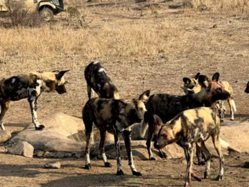 A Heart-Stolen Safari: My Unforgettable Encounter with Africa's Painted Dogs