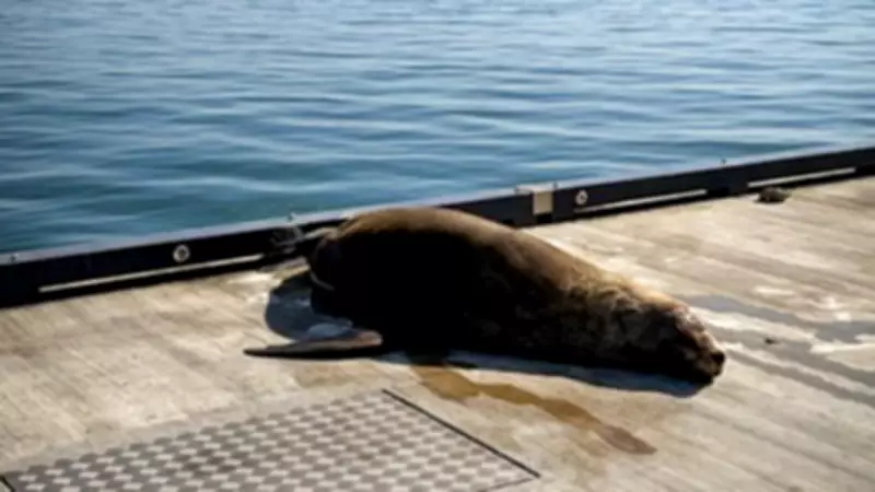 Aggressive Seal Forces Overnight Closure of Geelong's Eastern Beach Pier