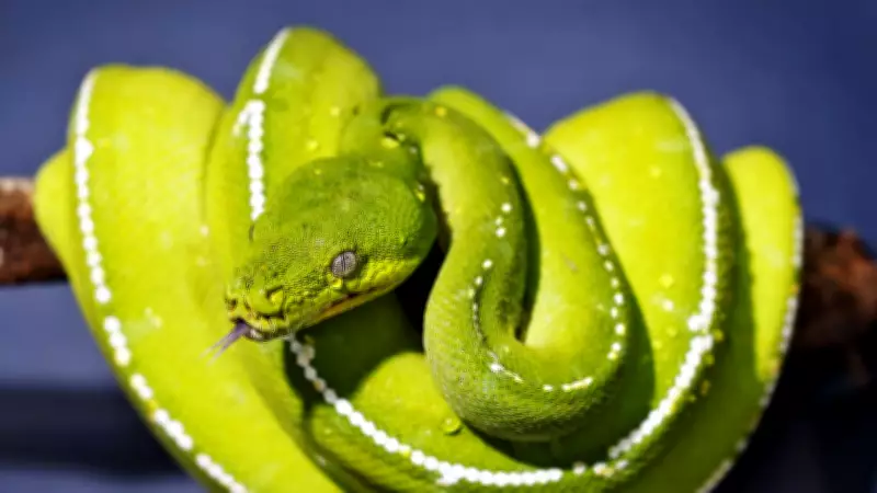 Alleged Wildlife Smugglers to Face Cairns Court in Major Operation