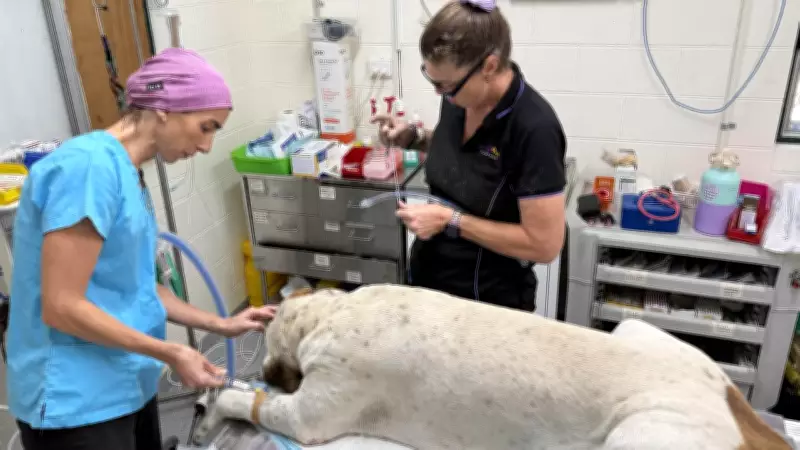 Angelpaws Expands Veterinary Mission on Palm Island to Boost Animal Welfare