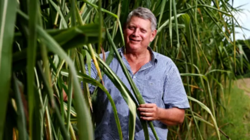 Bana Grass Emerges as Potential Savior for Mossman Farmers Post-Sugar Mill Closure