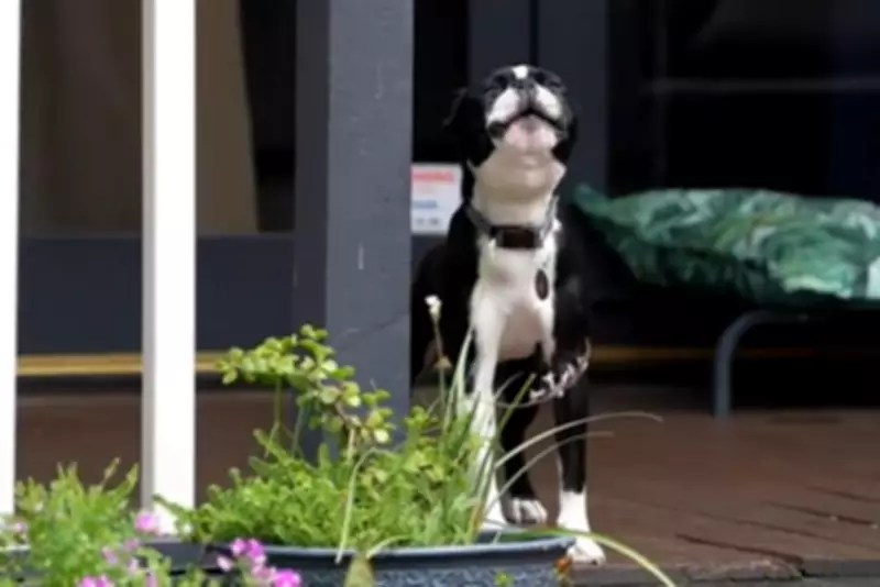 Bassendean Introduces 'Bark Cards' to Tackle Noisy Dog Complaints