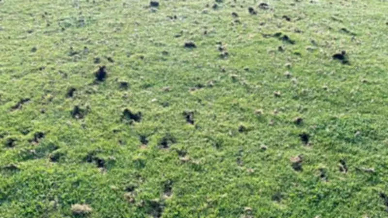 Bell Park Cricket Club Reports Late Night Golfer to Local Police