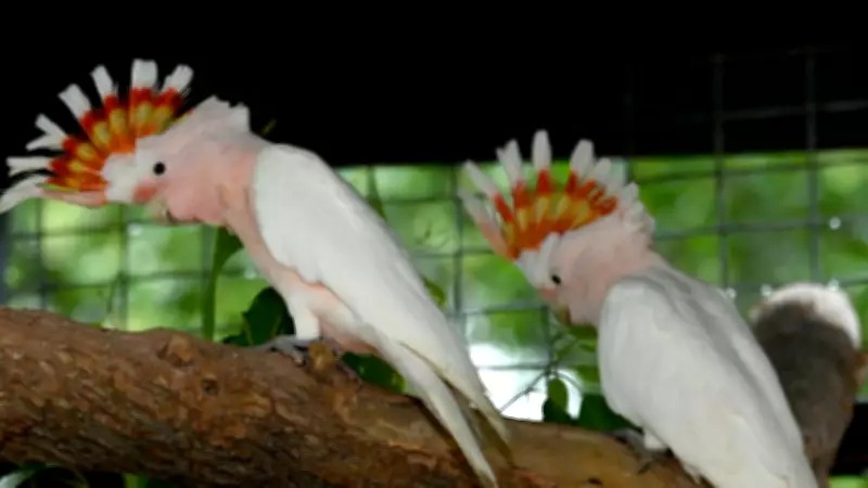 Billabong Sanctuary Sends Endangered Cockatoo Chicks to Vital Breeding Program