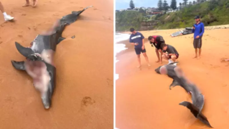 Bull Sharks Spotted Near Sydney Beach After Dolphin Attack