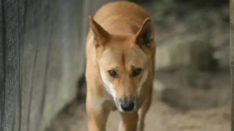 Cairns Council Reports Surge in Dingo Sightings Across Region