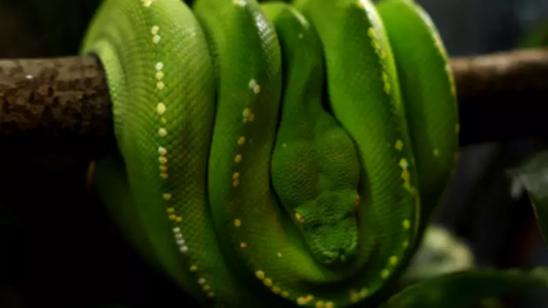 Cairns Poacher Faces Jail for Stealing Sacred Green Tree Pythons from Cape York