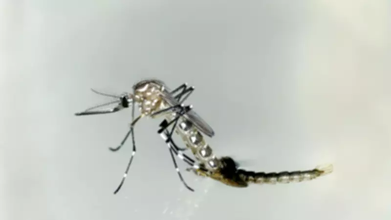 Científicos alertan sobre amenaza creciente de virus transmitidos por mosquitos en el norte de Queensland