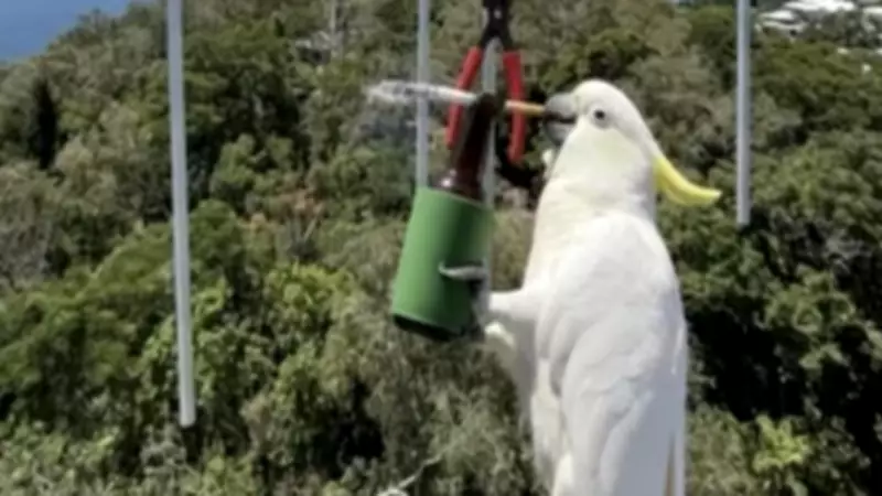 Cockatoos Feast on Radio Antenna, Douglas FM Returns to Airwaves