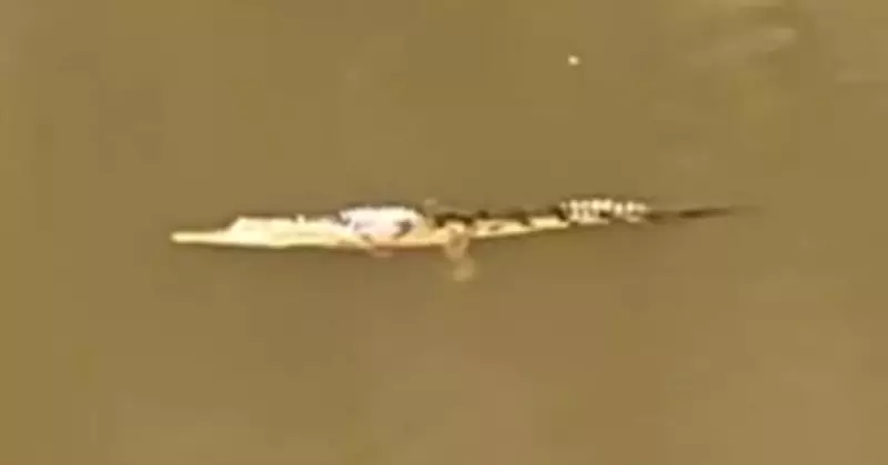 Crocodile Sighting Sparks Major Search in Newcastle's Wallsend Creek