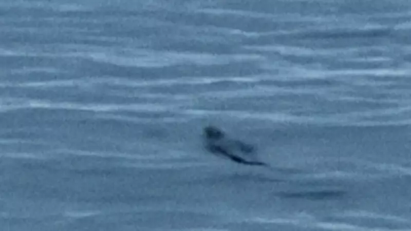 Crocodile Spotted Swimming Near Townsville Beach, Video Captures Encounter