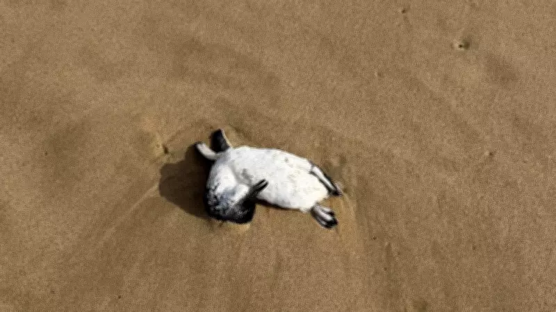 Dead Penguins Found at Thirteenth Beach Prompt Urgent Warning