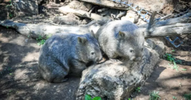 Debate Over ACT Wombat Cull Sparks Controversy and Community Division