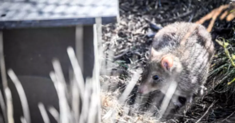 Endangered Eastern Quoll Faces Bird Flu Threat, Receives Federal Protection Funding