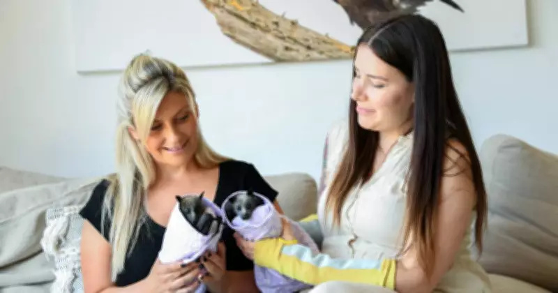 Flying Foxes Fall from Sky in Scorching Heatwave, Prompting Urgent Wildlife Rescue