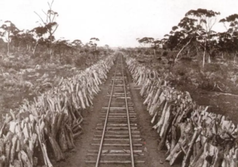 Forgotten Woodlines: The Vast Railway Network That Fueled WA's Gold Rush