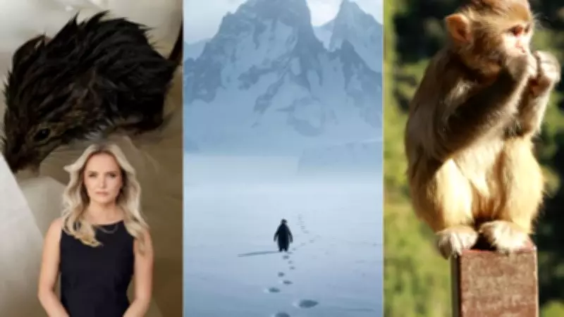From a Lost Monkey to a Lone Penguin: What Animals Reveal About Humanity