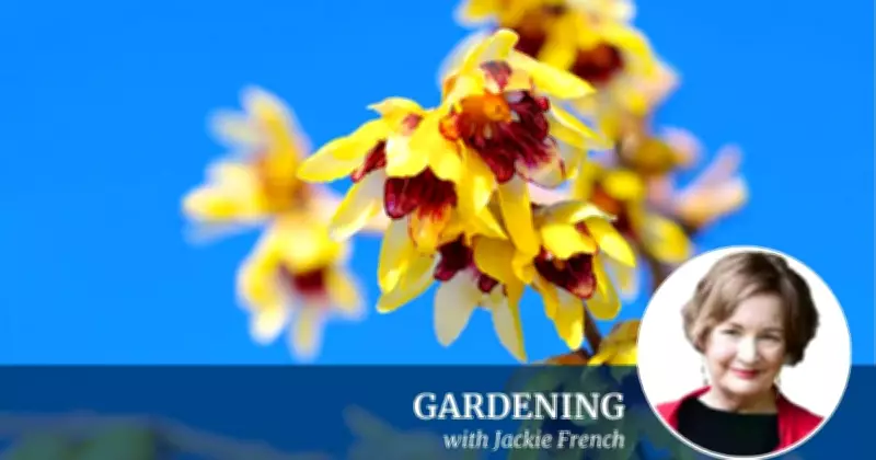 From Basic Needs to Soulful Nourishment: A Canberra Chef's Journey