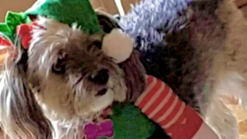 From Wheelbarrows to Wardrobes: The Rise of Pet Pampering in Modern Society