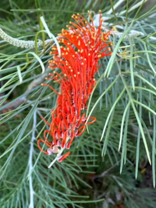 Grevillea Gardening Guide: Best Varieties for Perth's Climate