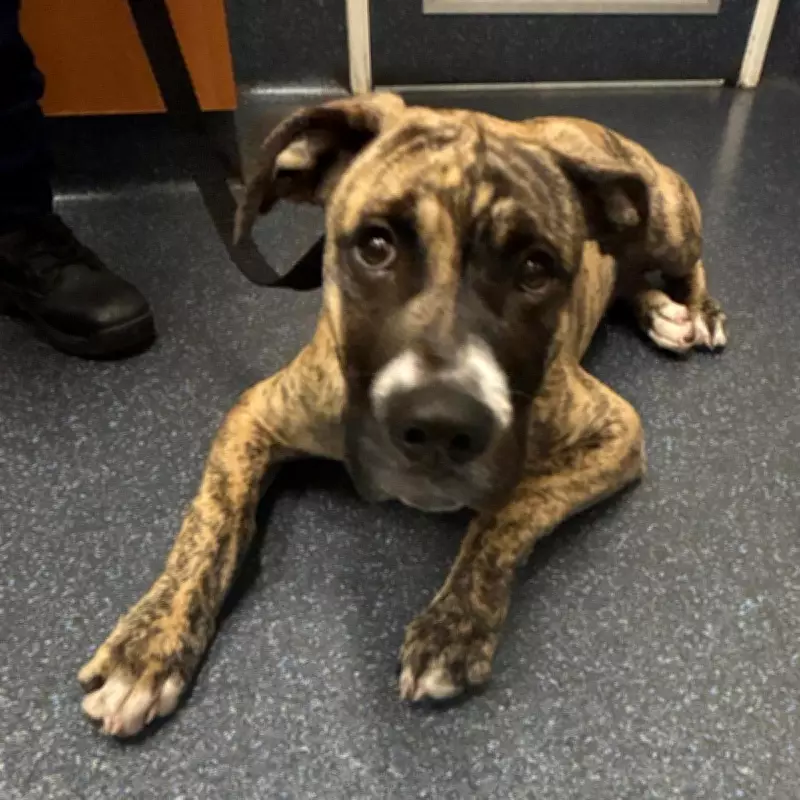 Heathridge Woman Convicted for Puppy Abuse: Prince the Dog in Foster Care Recovery