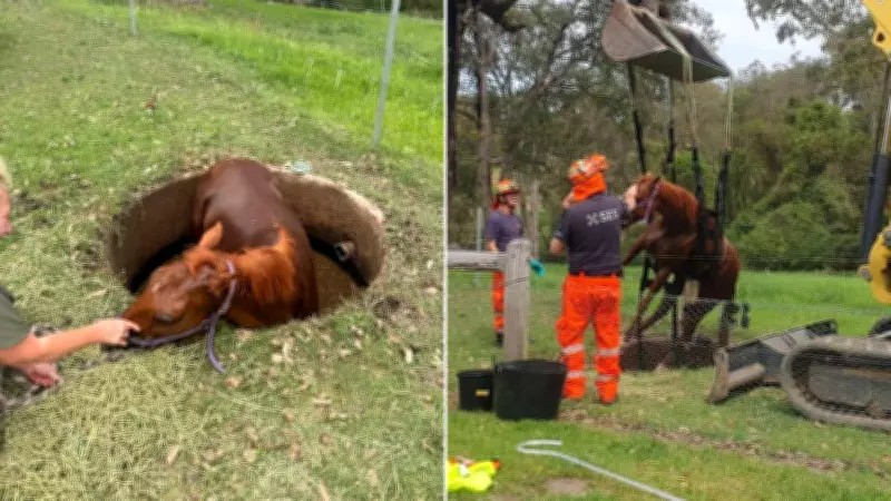 Horse Rescued from Septic Tank in Delicate NSW South Coast Operation