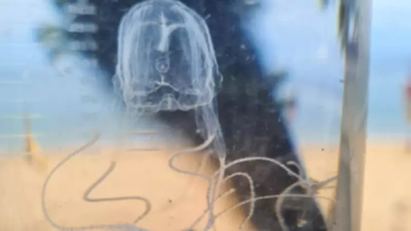 Horseshoe Bay Stinger Net Closed After Suspected Irukandji Sting in Townsville