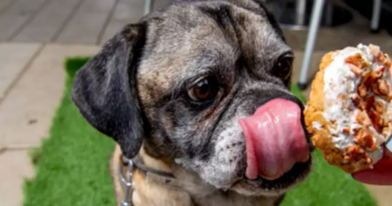 Hunter Valley's Ultimate Dog-Friendly Cafe: A Must-Visit for Pet Lovers